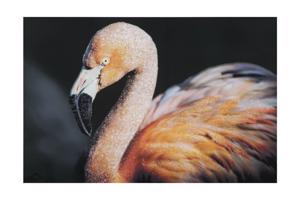 FLAMINGO narancssárga és fekete vászon falikép